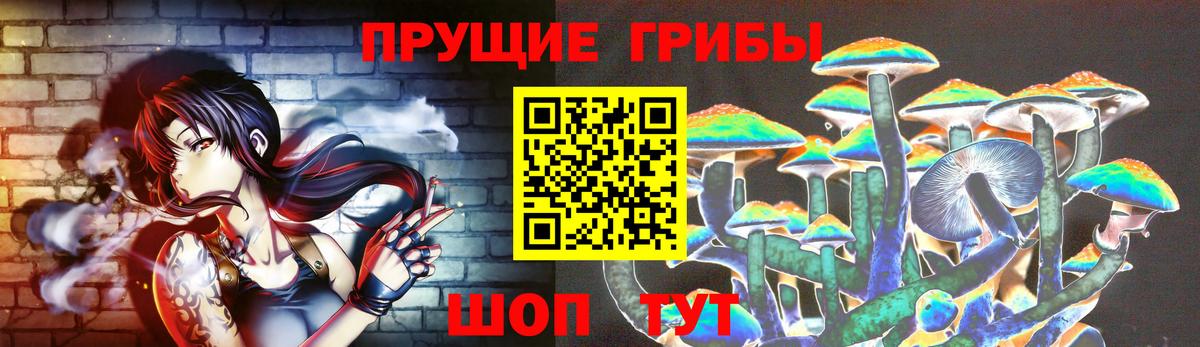 Галлюциногенные грибы Psilocybe Нальчик